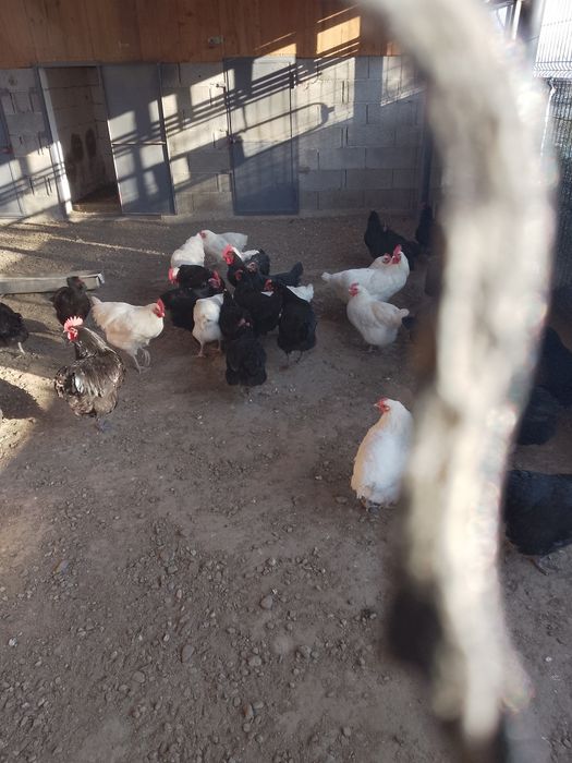 Cucoș și puicuțe de vânzare