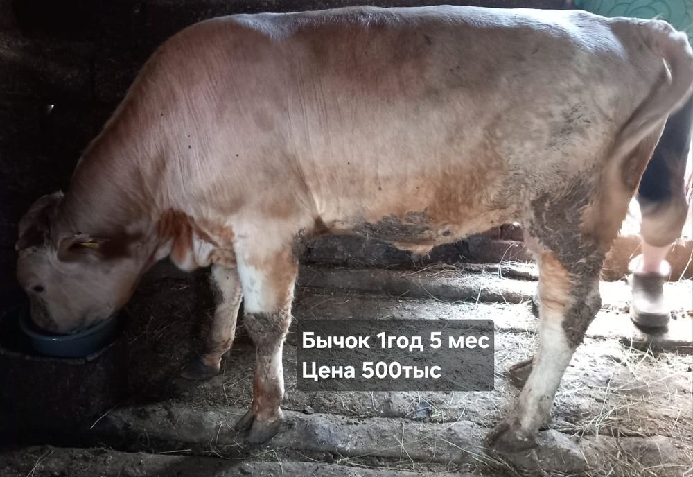 Продам бычка 1 год 5 месяцев