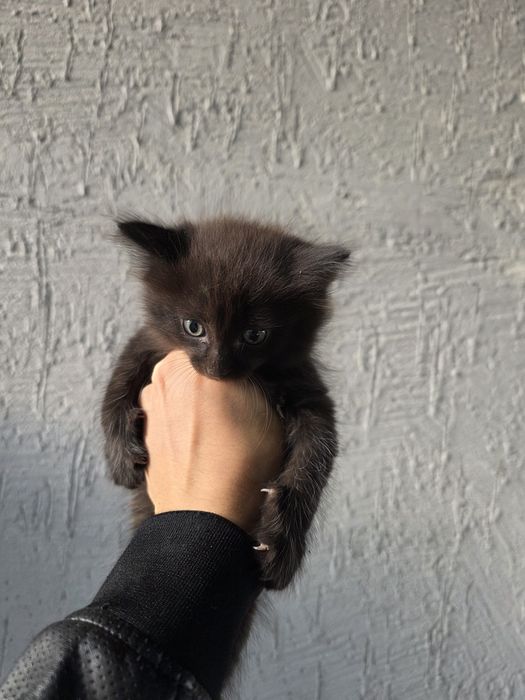 Отдам кошку и котят