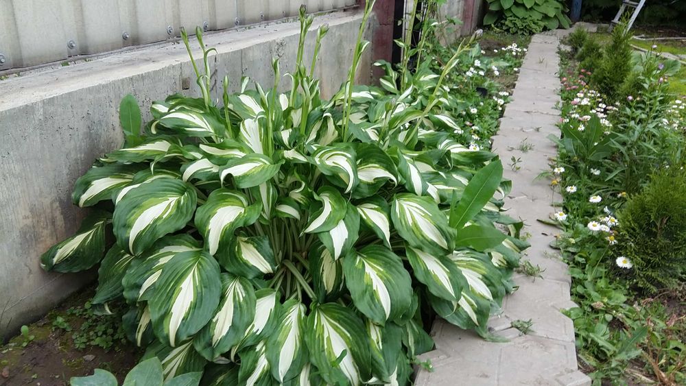 Продам саженцы хосты разных сортов