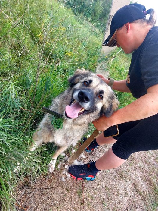 Пристраивается в хорошие руки