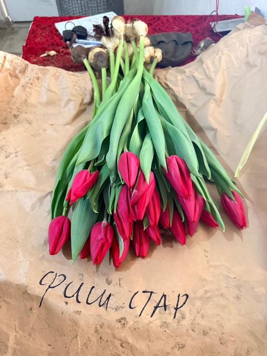Тюльпан оптом и в розницу