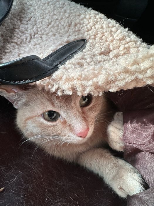 Отдам рыжую кошечку