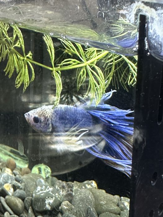 Продам рыбок петушков