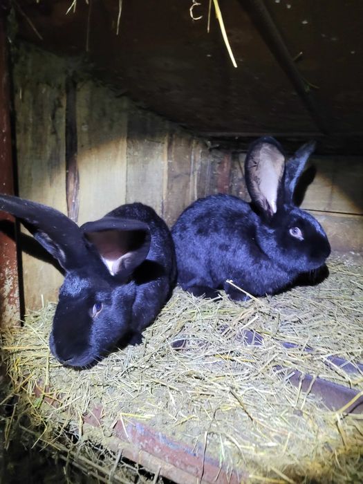 Iepuri marele german