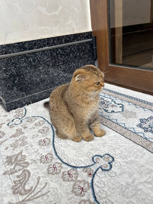 Залатой шиншилла боллари сотилпди.