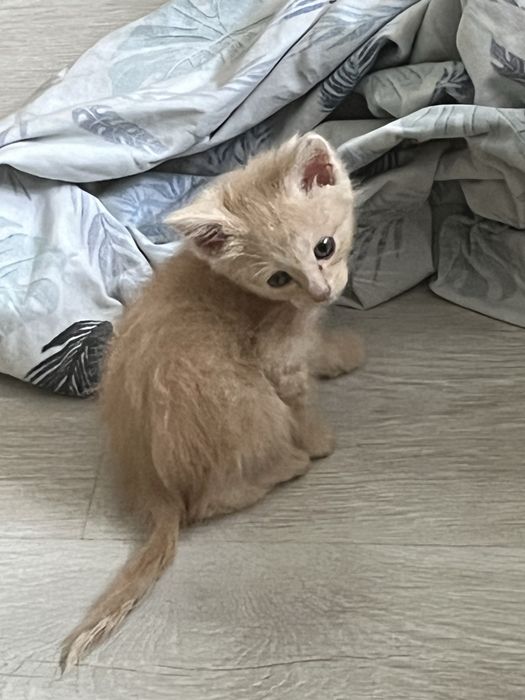 Отдам котенка в хорошие руки
