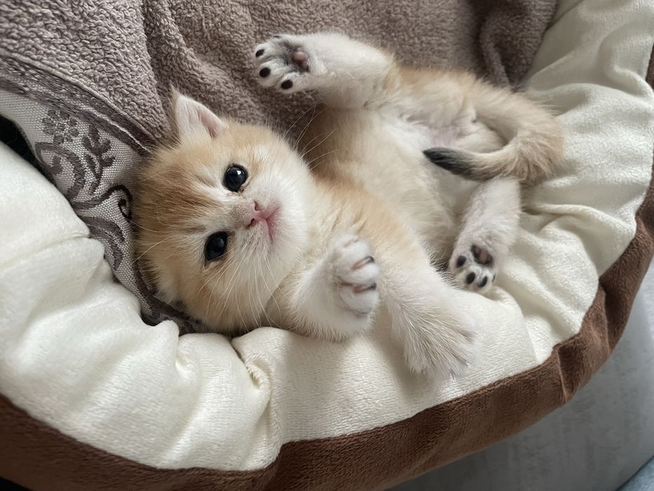 Продам котенка красавица