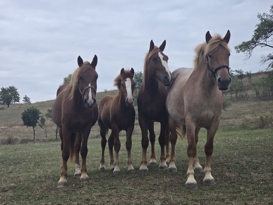 Vând mânz de 8 luni