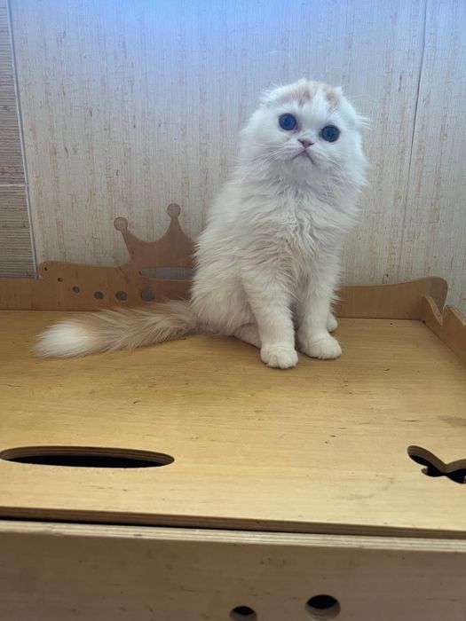 Котята фолды и страйты