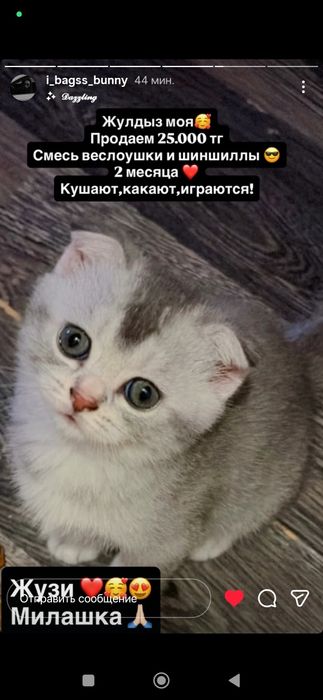 продам котят в добрые руки