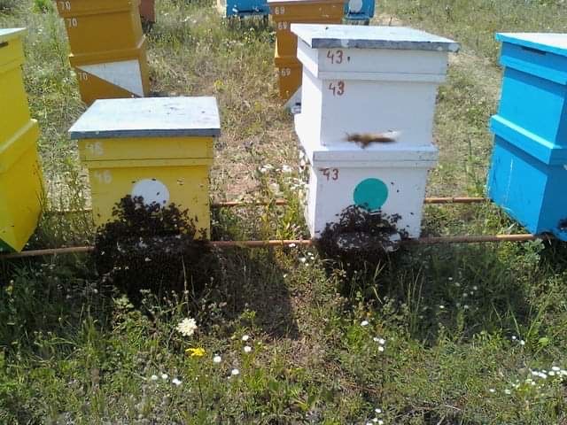 Roiuri de albine cu matci selectionate si imperecheate