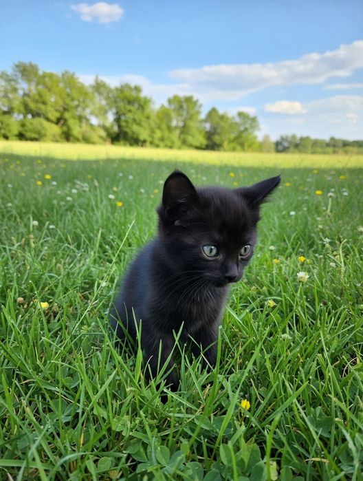 Отдам котят в хорошие руки