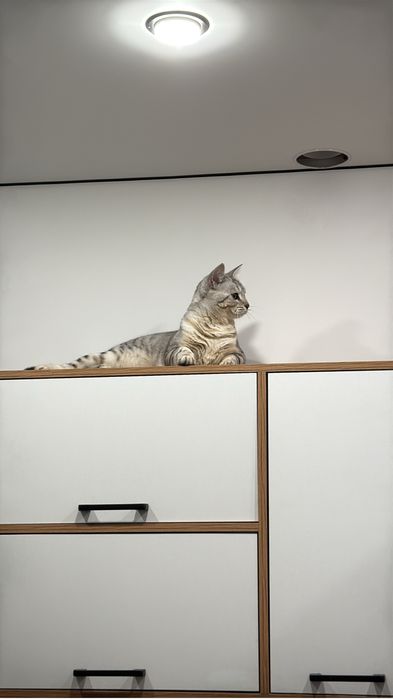 Отдам кота в добрые руки срочно