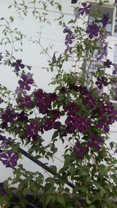 Клематисы разных сортов и спирея, климатис, Klematis