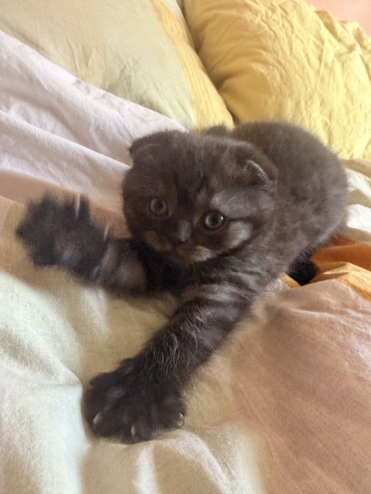 Шотландски клепоухи котета
