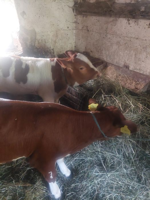 Un tauras si o vitea  intarcata