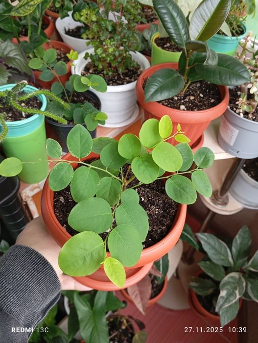 Продам комнатные растения