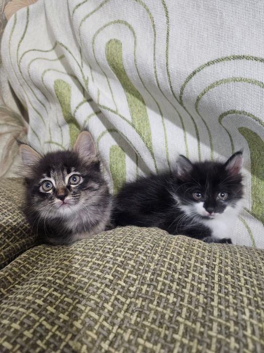 Котята , в заботливые руки!