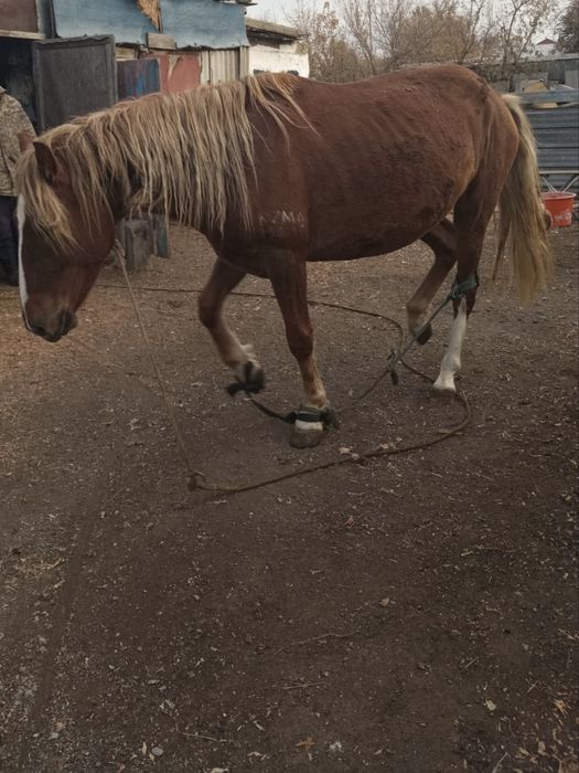 3 жасар жылкы сатылады