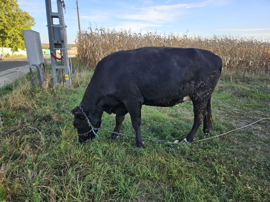 Vand 2 vaci tineret gestante Angus & Holstein