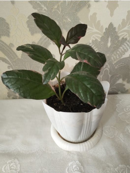 Псевдоэрантенум 3500 тенге