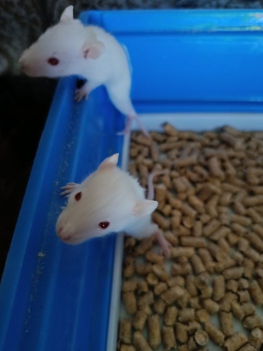 Продаются декоративные крысята