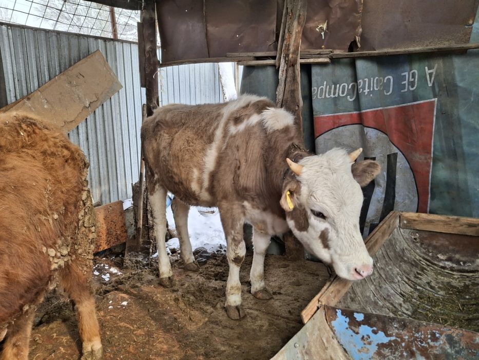 Продам бычка и телку