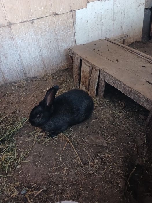 Продам кролика 8 месяцев
