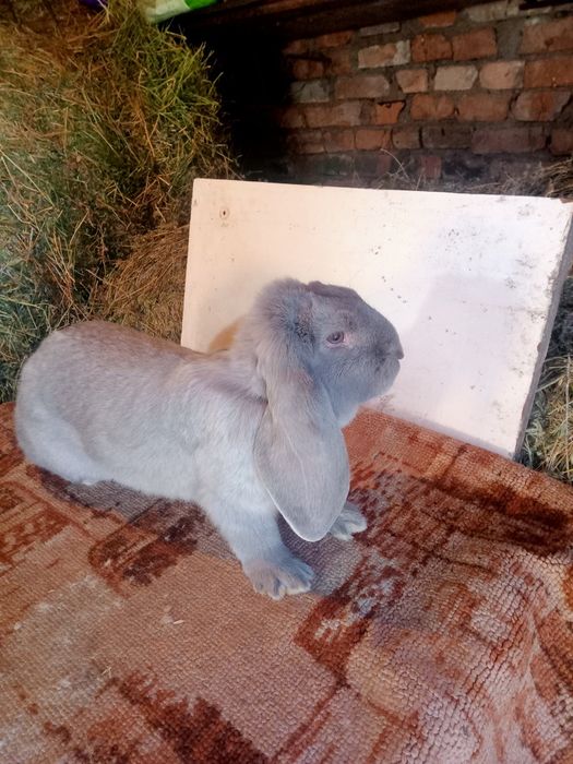 Продаются кролики