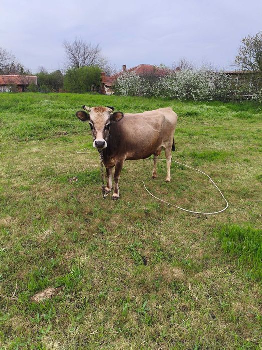 Продавам крава БРГ