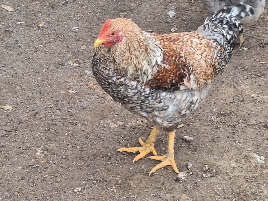 Продам куры амероукано и белефельдер