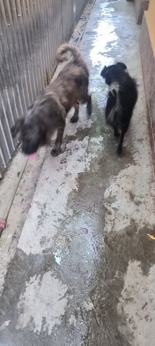 Donație câini în Brăila