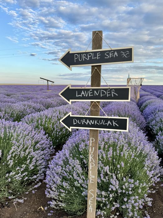 БИО МЕД от ЛАВАНДУЛА , лавандулов мед