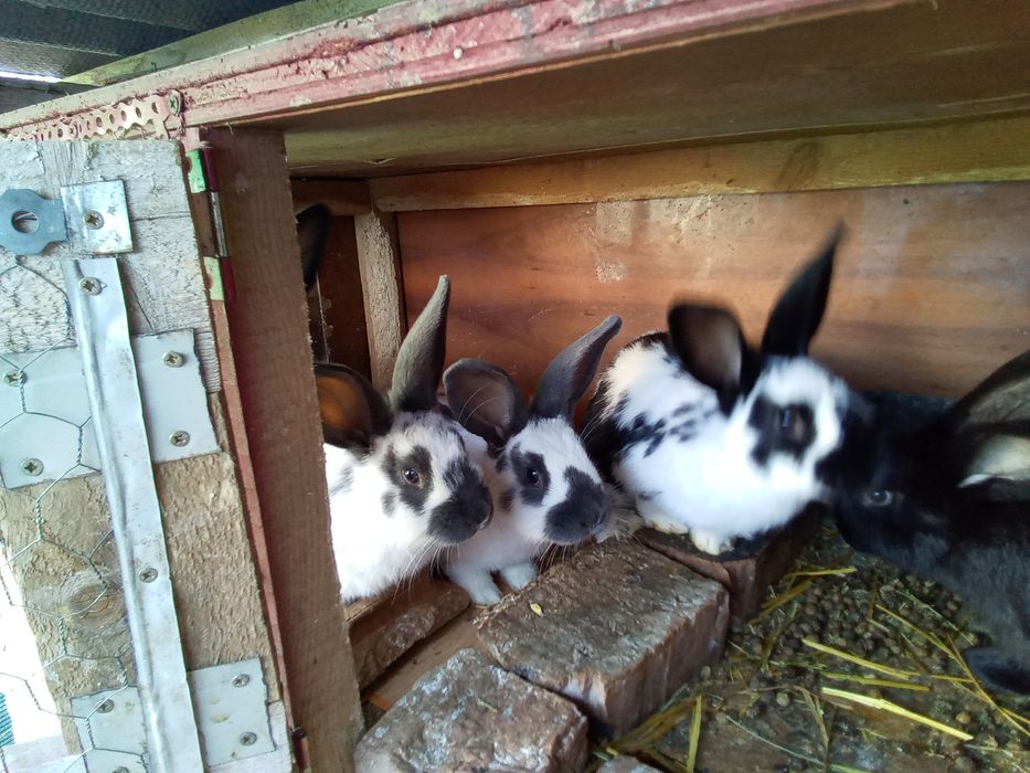 Vând iepurași din rasa fluture german