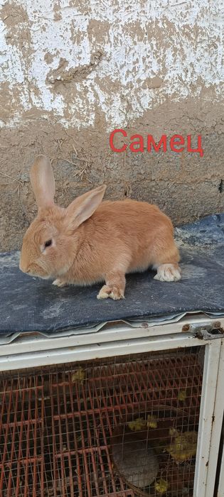 SROCHNO Quyonlar Sotiladi.