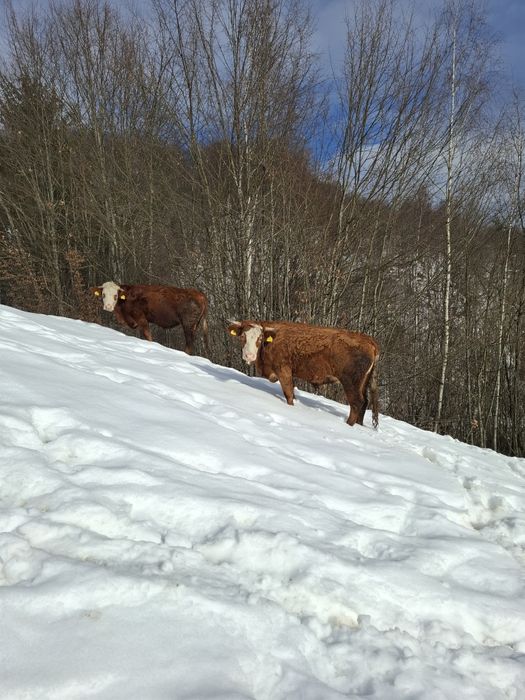Vând junci 1 an și 6 luni