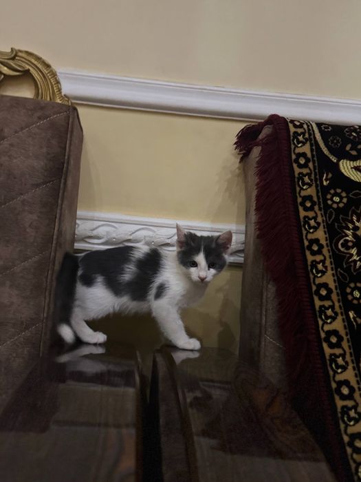 Отдаем котят бесплатно