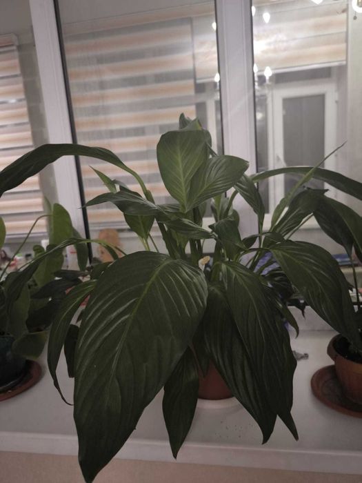 Комнатные цветыюююю