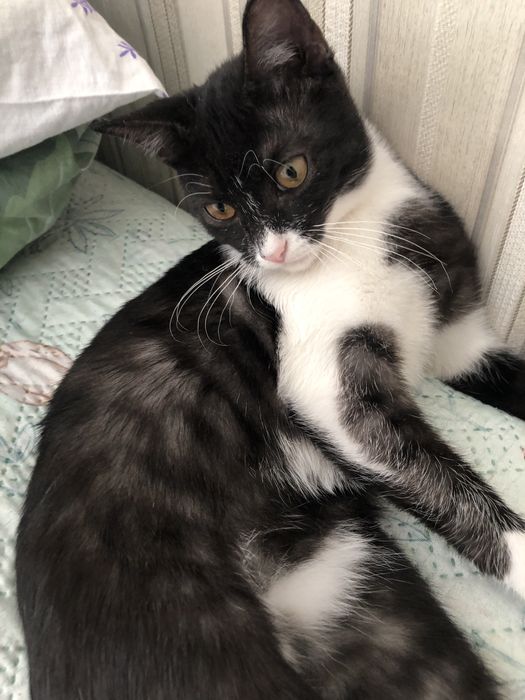 Котенок бесплатно в добрые руки