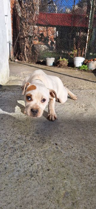 чустокръвен женски питбул