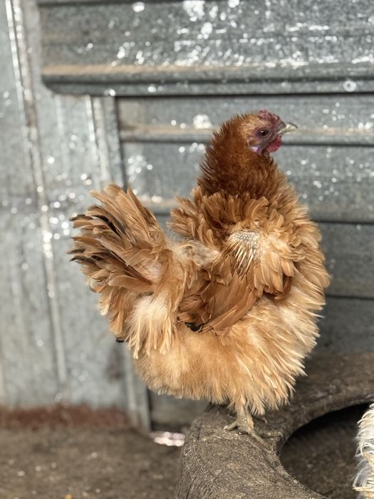 Ouă incubat gaini frezate.