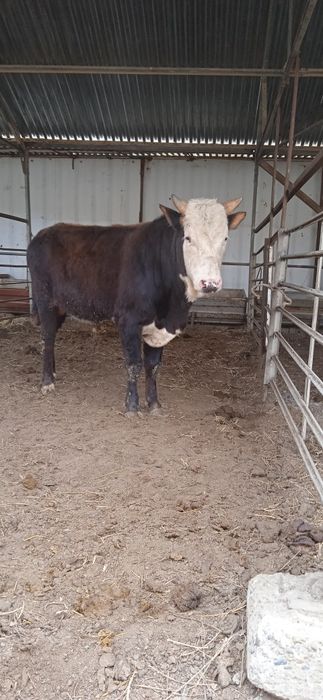 Gibrid buqqa sotiladi