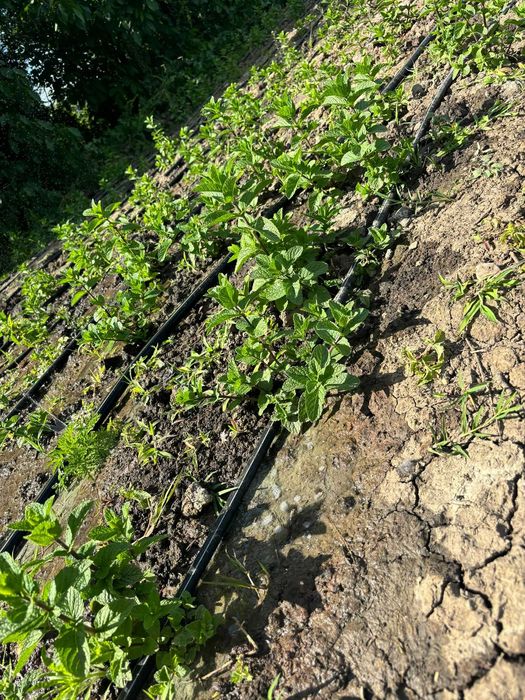 menta olandeza bio proaspata