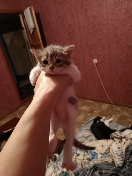 Добрые руки котенек