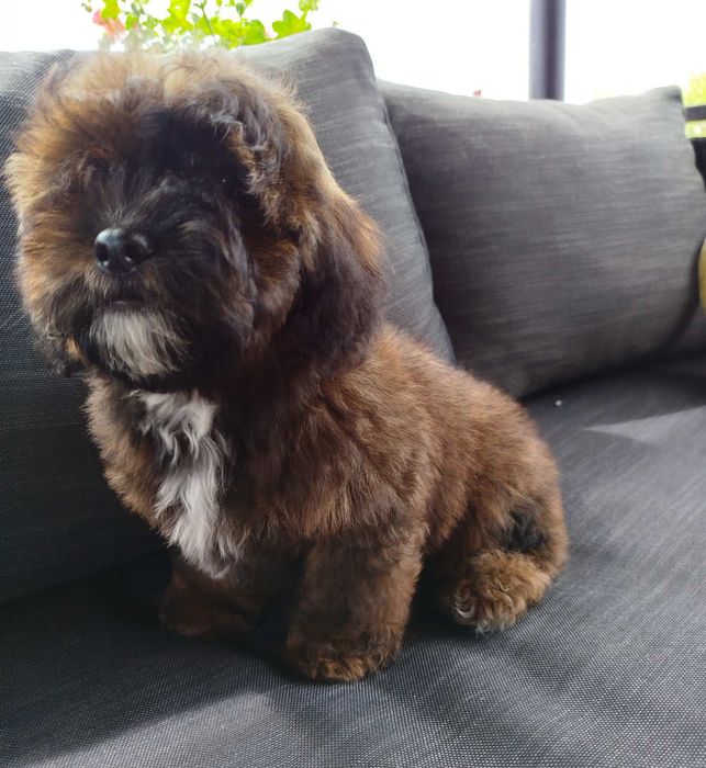 Shih poo/Mini poodle