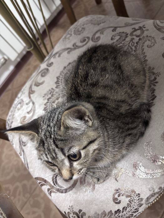 Котенок (девочка) в добрые руки