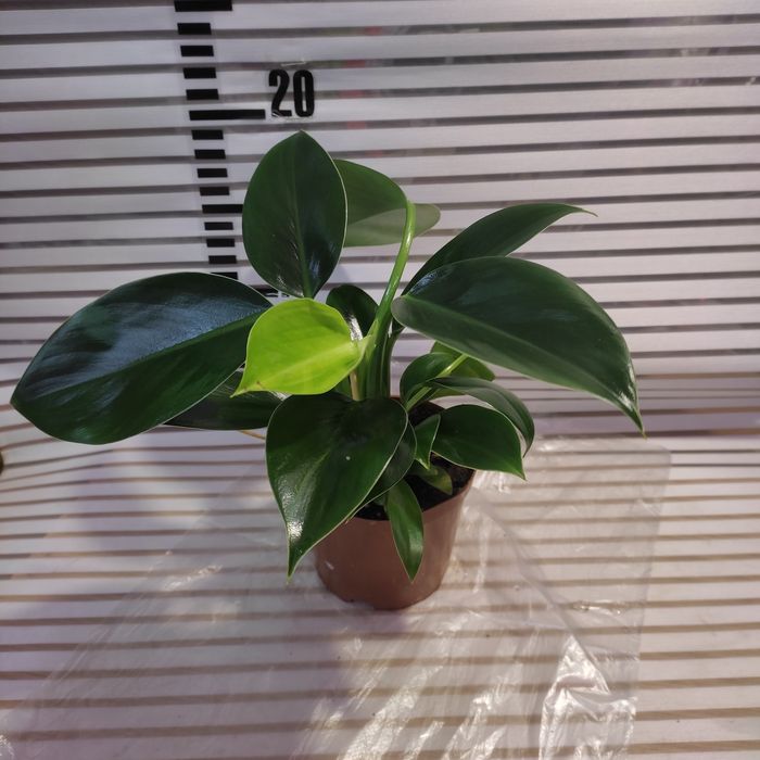 Калатеи, филодендрон, аглаонемы и диффенбахии(читать внимательно)