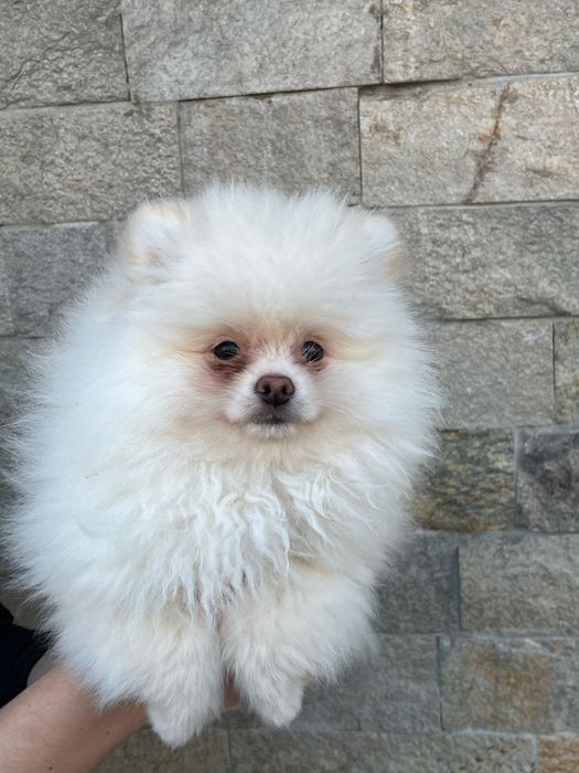 Малки померанчета