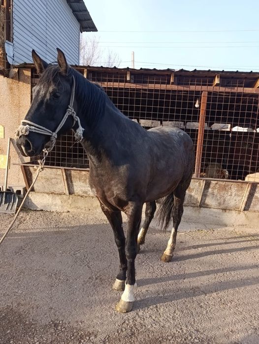 Продам лошадь кобылу